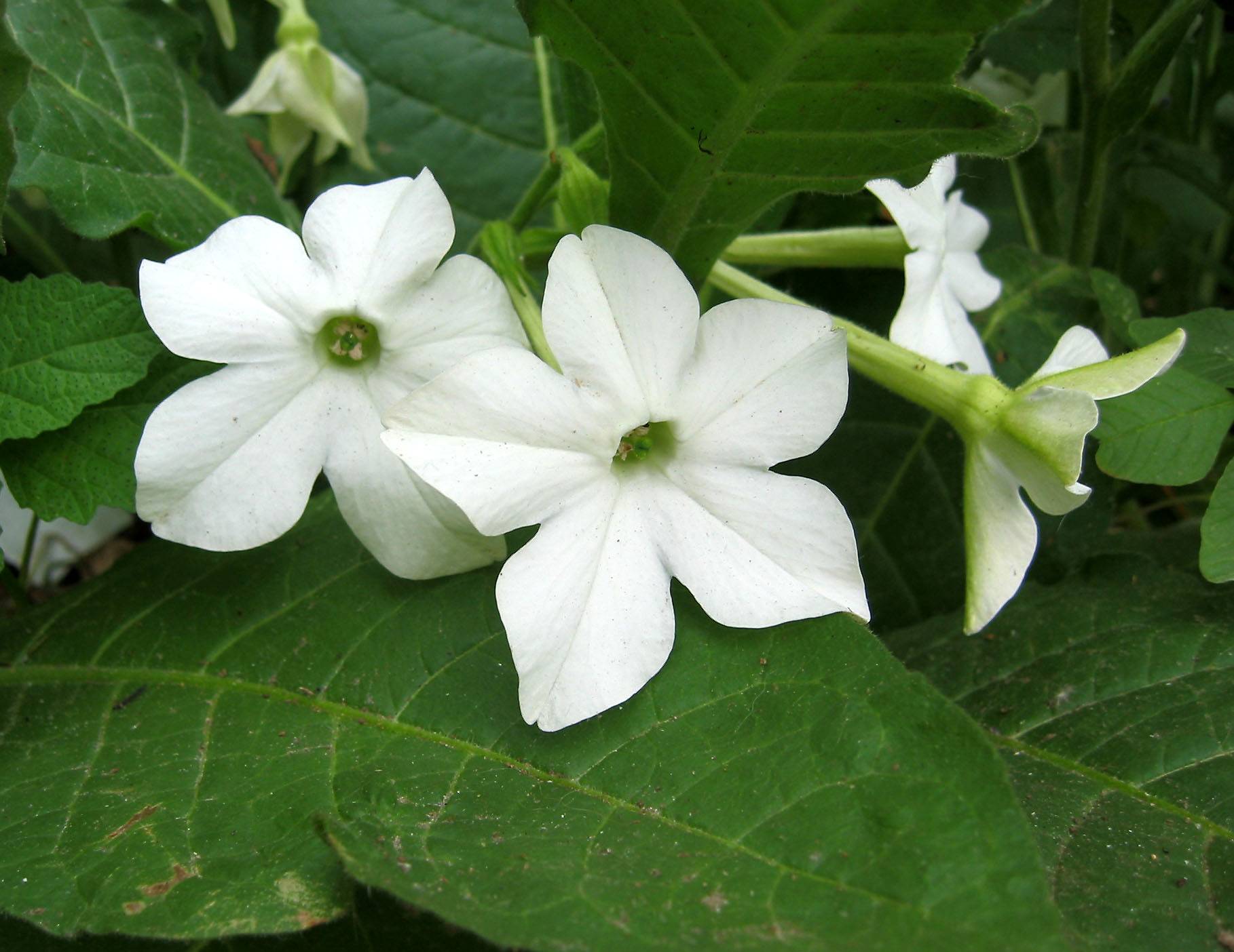 Nicotiana
