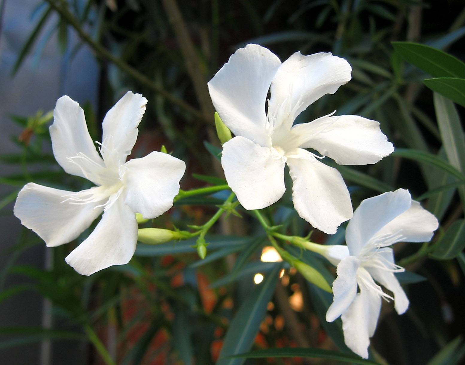 White Oleander photo Hubert Steed photos at