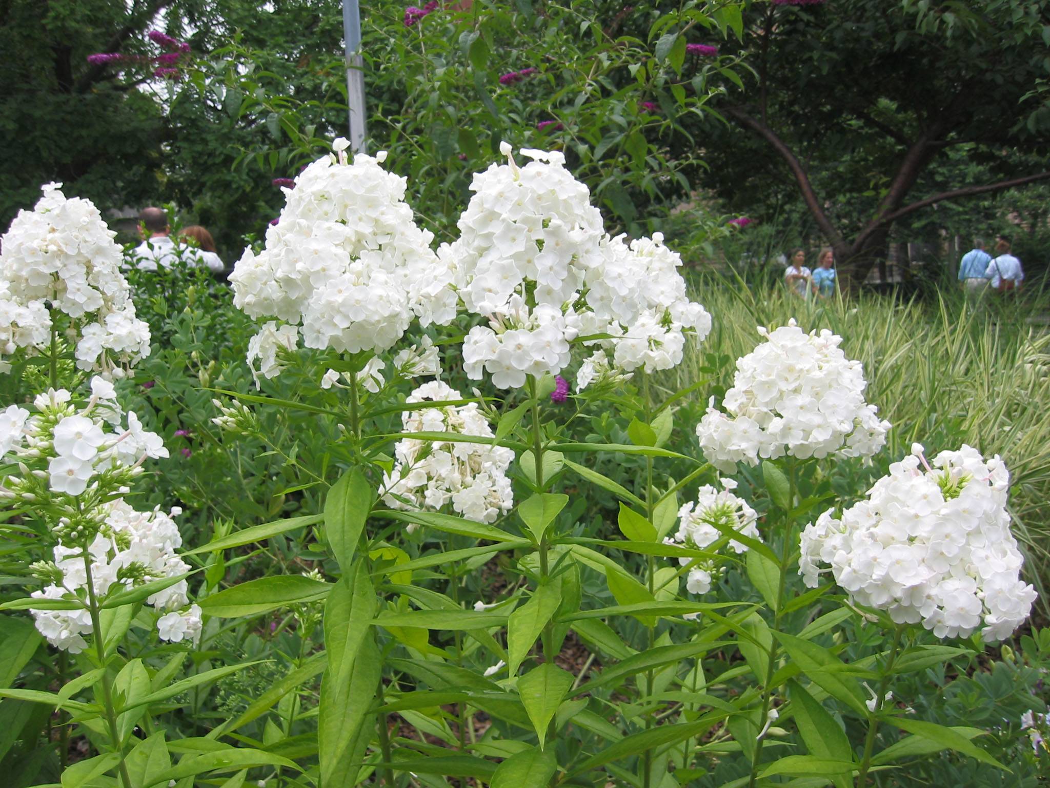 Phlox