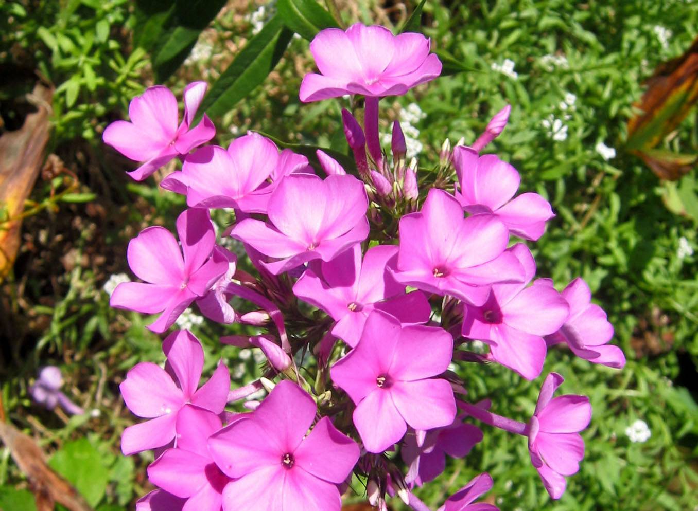 Phlox