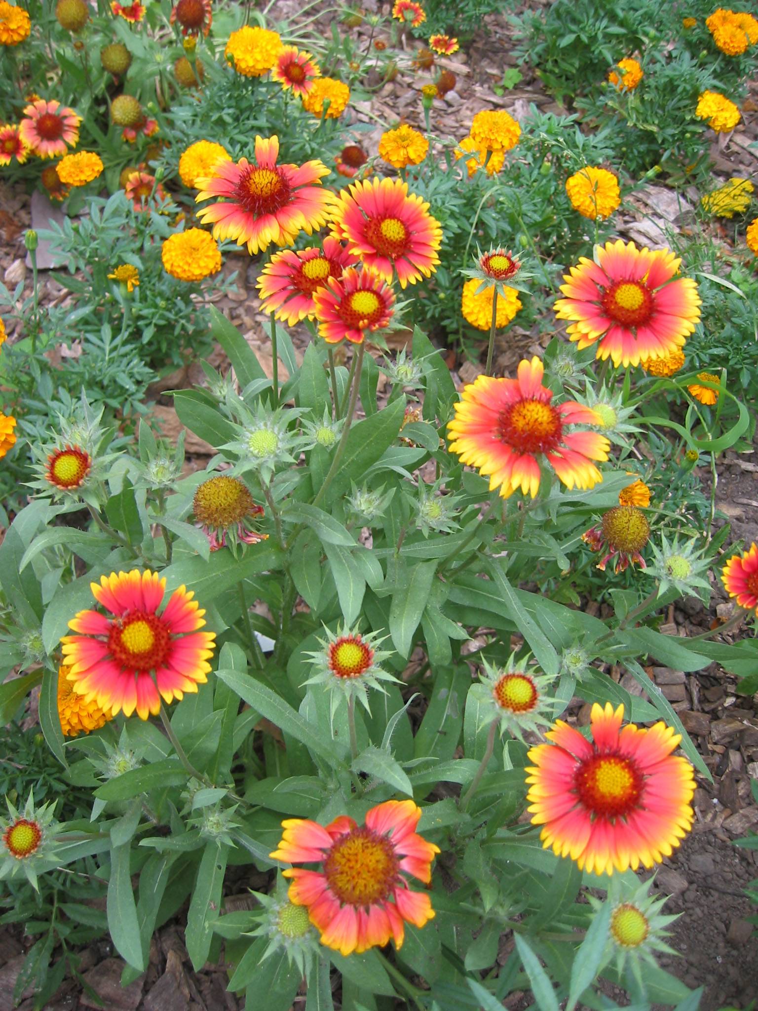Sneezeweed