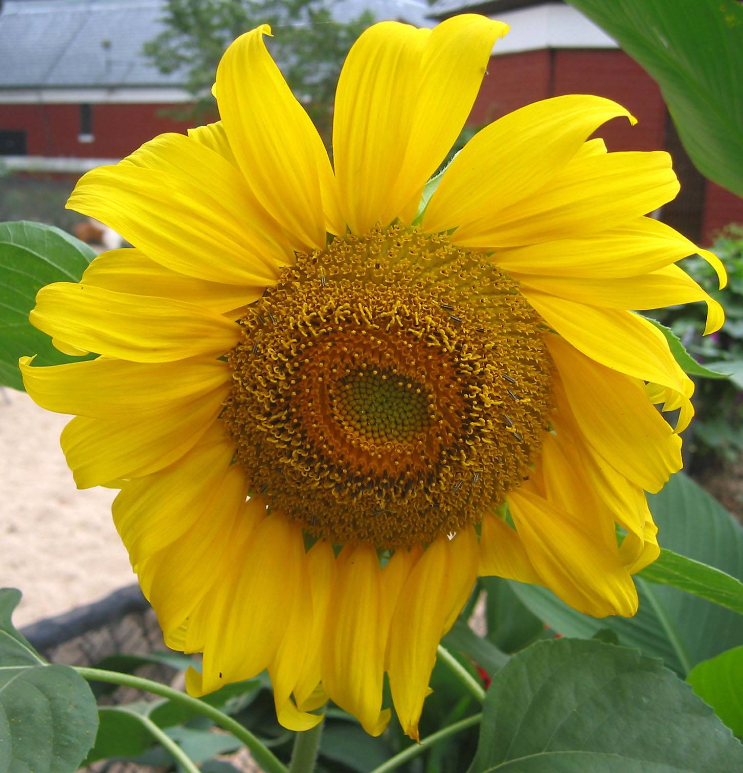 Sunflower - Helianthus