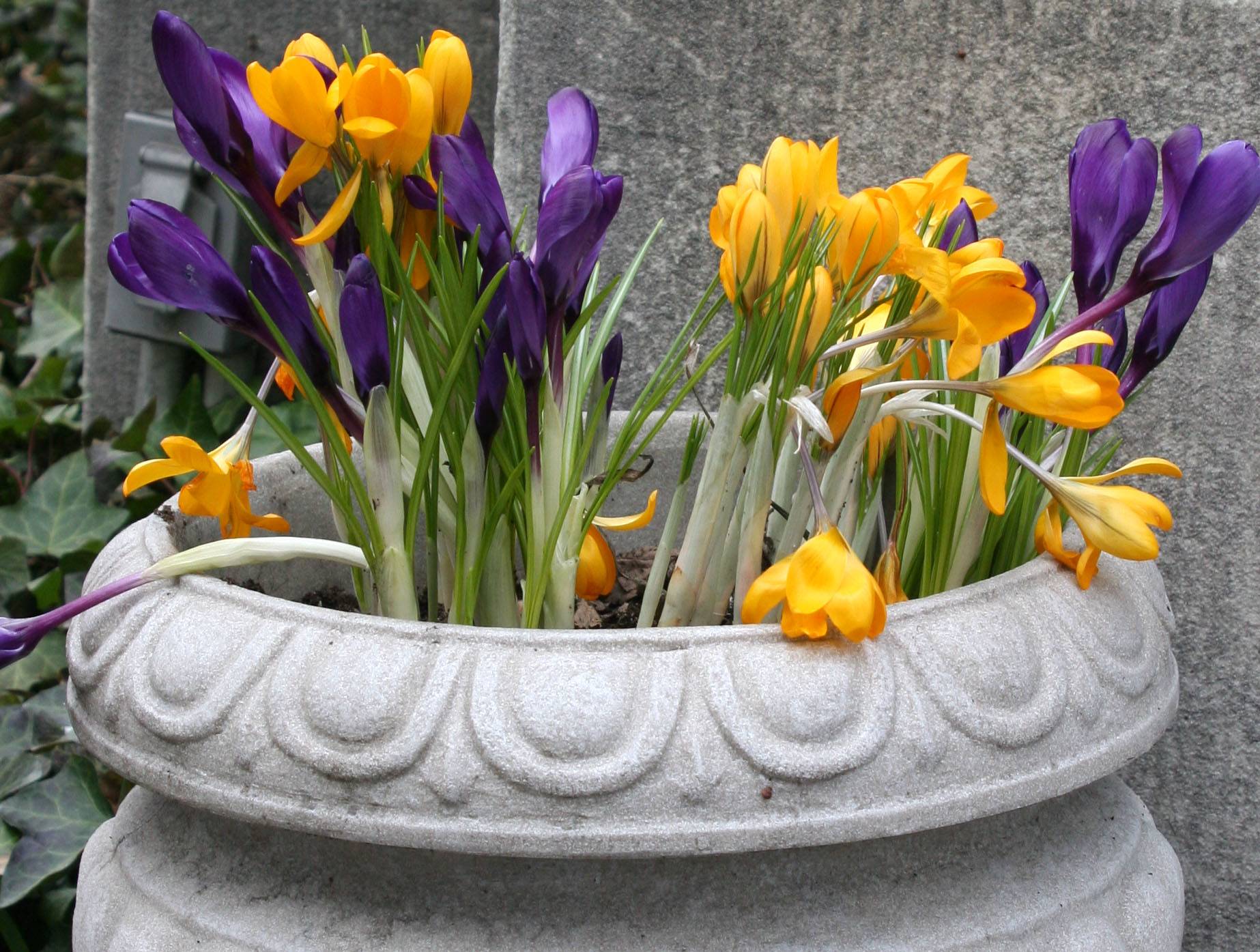 Crocuses Grace Church