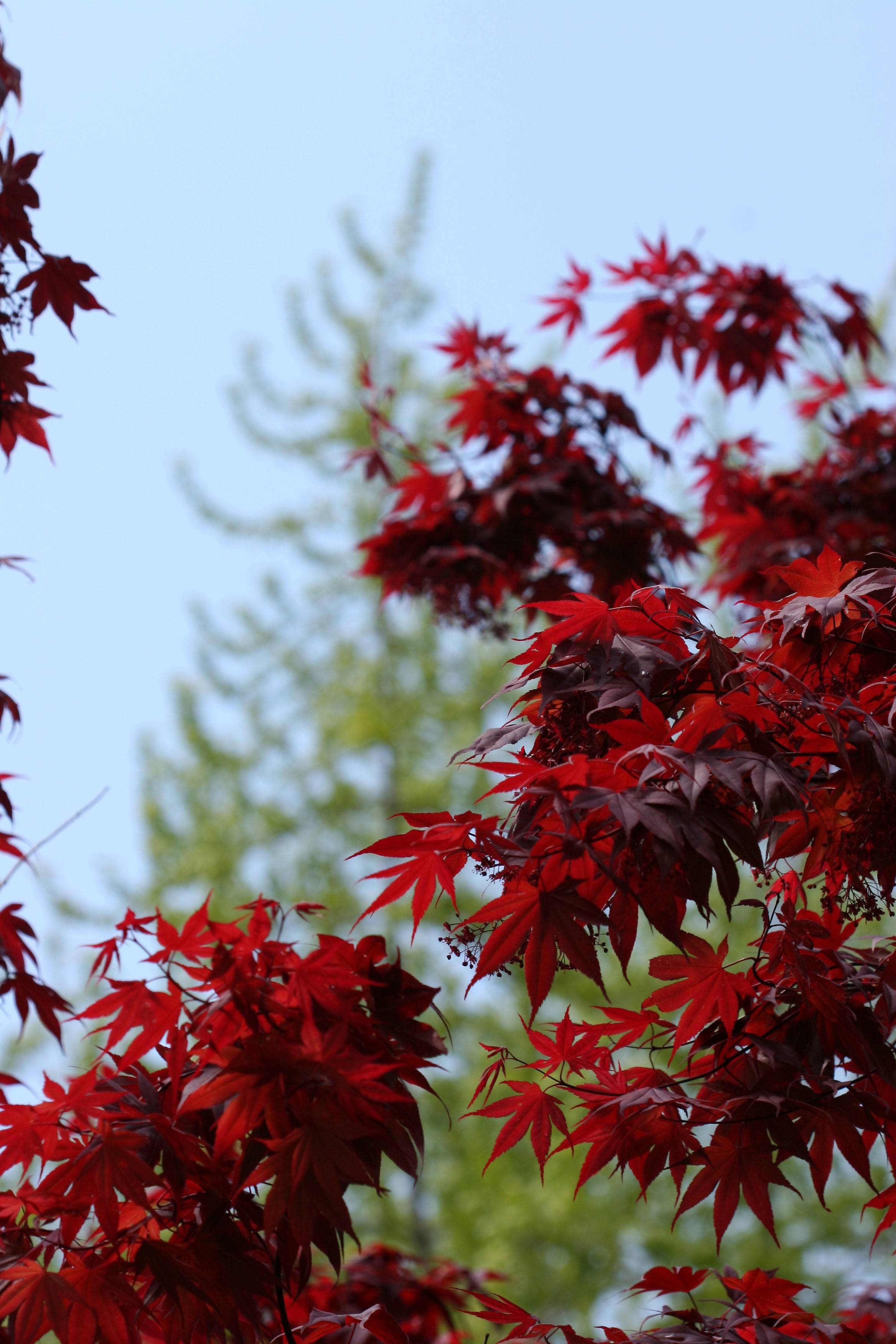 Red Leaf Maple