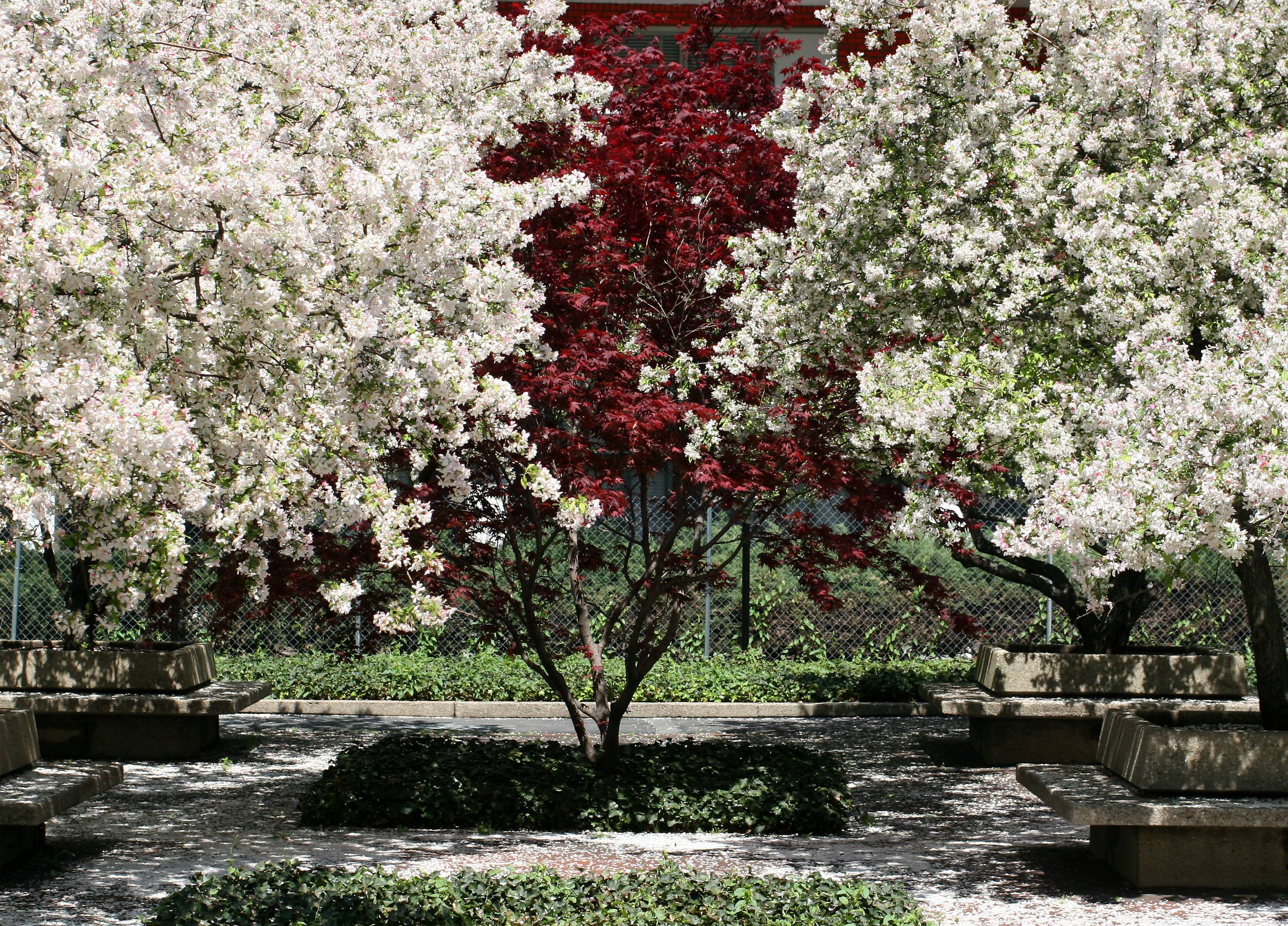 Red Maple & Crab Apple Trees