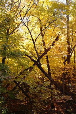 leaning trees.jpg