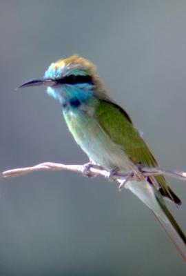 Bee Eater