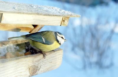 Parus-caeruleus.jpg