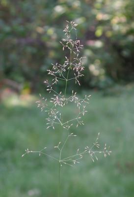 Agrostis-capillaris.jpg