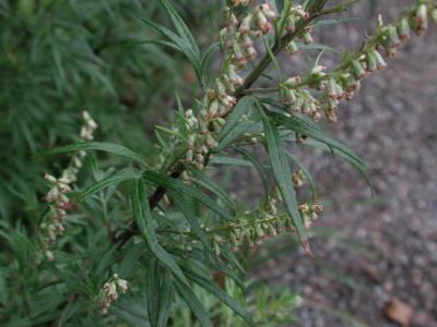 Artemisia-vulgaris.jpg