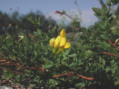 u10/holopain/medium/3928490.Lotuscorniculatus.jpg