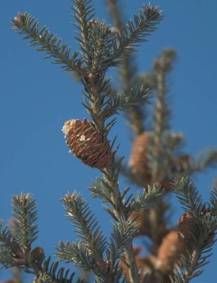 Abies-sibirica.jpg