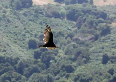 Vulture patrolling the canyon