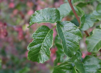 Mature Poison Oak