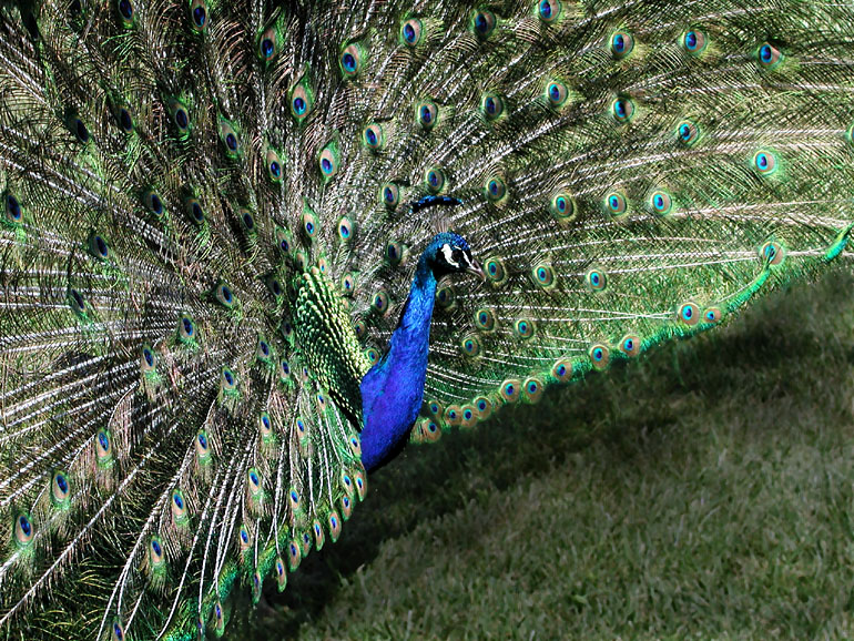 Peacock