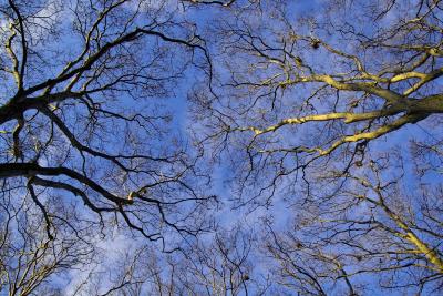 arbres sommetsIMG01860.jpg