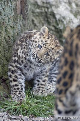 Tribute to Amirah (Amur Leopard cub)