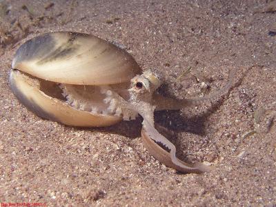 Octopus cf. marginatus