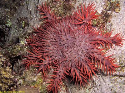 Crown of thorns starfish