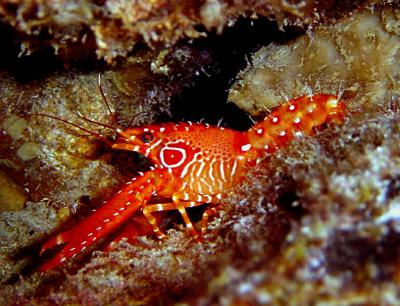 Flaming Reef Lobster