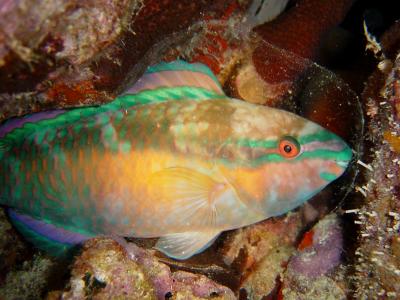 Princess Parrotfish Sleeping in Mucous Bubble