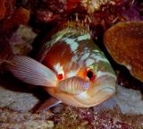 Creolefish with Isopod