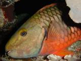 Another Stoplight Parrotfish