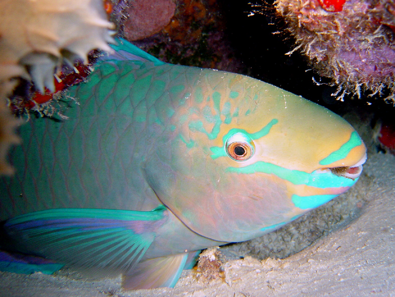 Queen Parrotfish