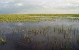 Sawtooth everglades3.jpg