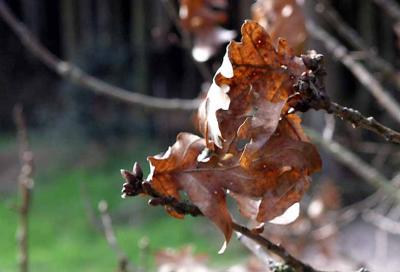 300305w old leaves 1mo.jpg