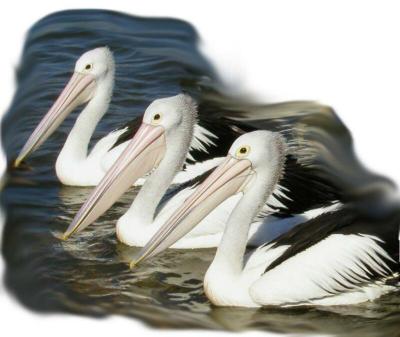 ThreeOldBeaks.JPG