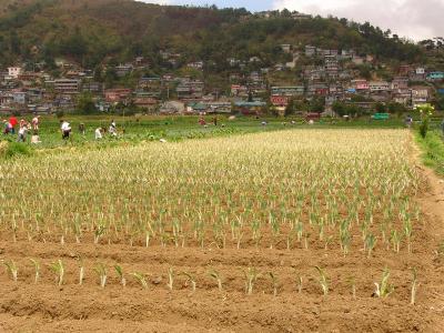 Onion Fields