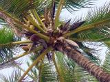 Coconut Tree