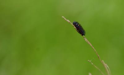Caterpill.jpg