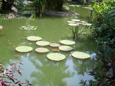 u10/jan_herbert/medium/37872572.BOTANIC_HugeWaterLillies.jpg