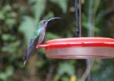 Violet Sabrewing