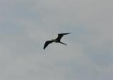 Magnificent Frigatebird