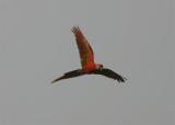 Scarlet Macaw