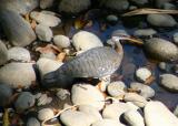 Sunbittern