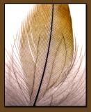 Feathered Curves.jpg
