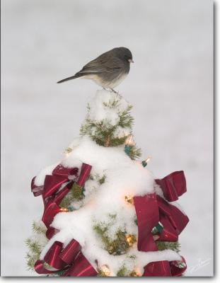 Dark-eyed Junco