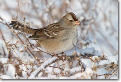 <!-- CRW_0349.jpg -->White-crowned Sparrow