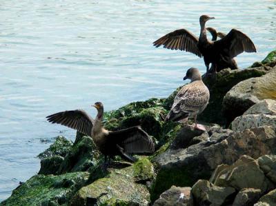 Birds on Rocks