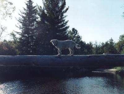 Cross that river.jpg