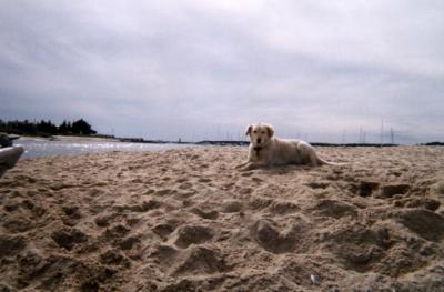 Muffin on beach.jpg