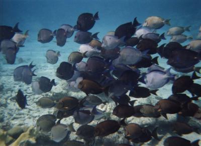 Bonaire Fish