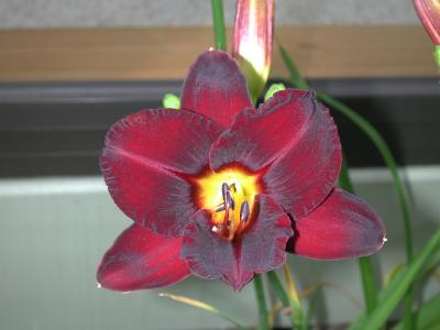 We planted day lillies all around the outside edges of the sunroom.  They look lovely from the inside, as well as
the outside.