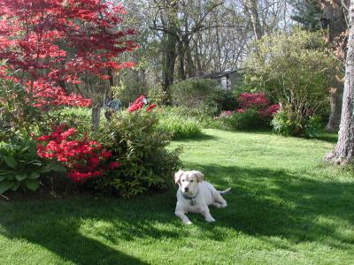This is Muffin in early June in our back yard.