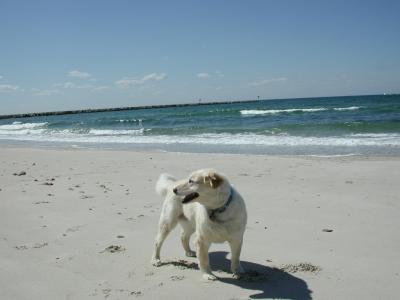 Here we are over on the Cape Cod bay side, where the water is lots colder, no humans swimming here today, just dogs.