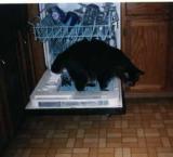 Lancelot in dishwasher